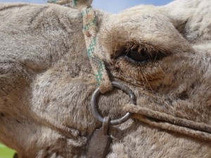 Kamel in Nahaufnahme