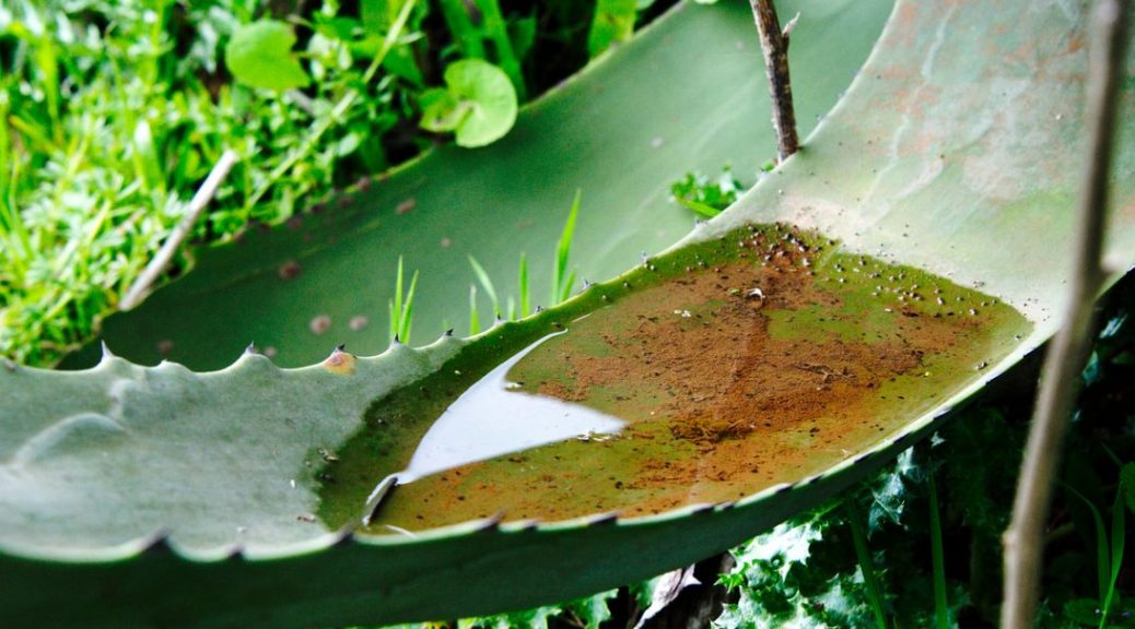 Wasser in einem Agavenblatt