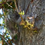 Kalifornisches Ziesel (Ground Squirrel)
