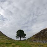 Der meistfotografierte Baum am Hadrians Wall im Sycamore Gap