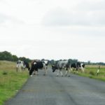 Rinder auf der Straße