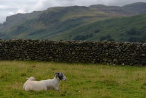 Das Schaf des Tages mit einem schon ziemlich großen Lamm, was aber immer noch mit seiner Mama kuschelt