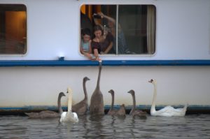 Passagiere eines der zahlreichen Flusskreuzfahrtschiffe füttern eine Schwanenfamilie