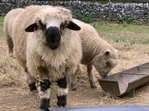 Das Schaf des Tages ist mit Stroh dekoriert