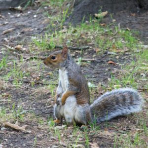 Neugieriges Eichhörnchen im Park des Erzbischofs von Canterbury