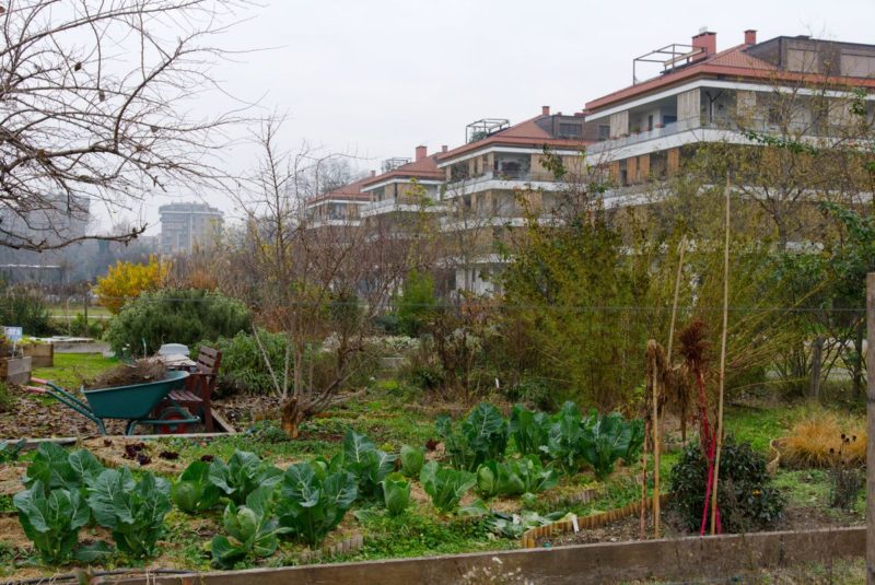 Urban Gardening im neu angelegten Parco Segantini