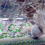 Ein Eichhörnchen kommt kontrollieren, ob wir vielleicht was Leckeres dabei haben