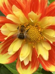 Blütenpflanzen entstanden erst in unserem jetzigen Erdzeitalter. Bienen als ihre Befruchter kamen als Letzte hinzu zu anderen Insekten und Vögeln(Botanischer Garten der Universität Bristol)
