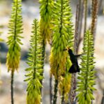 Kolibri und Bienen an gelben Aloe-Blüten