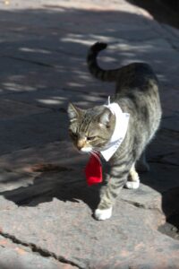Katze mit rotem Schlips