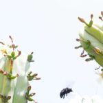 Gr0ßes hummelartiges Insekt an Kaktusblüten