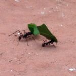 Wir treffen auch auf eine Ameisenstraße mit Blattschneideameisen