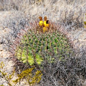Großer Kaktus mit gelben Früchten