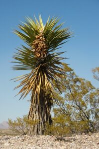 Yucca-Palme mit Fruchtstand
