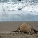 See-Eelefant auf dem Weg Richtung Ozean