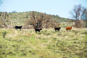 Diese vier jungen Rinder verlassen ihre Herde, um uns mal näher in Augenschein zu nehmen.