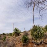 Yucca-Palmen