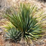Yucca-Palme mit kleiner Agave in ihrer Obhut