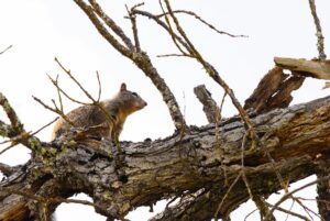 Erdhörnchen in einem Baum