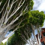 Straßenbäume in San Luis Obispo