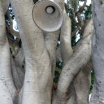 Straßenbaum mit Laterne in San Luis Obispo