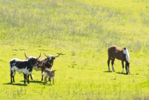 Auf dem Weg nach Los Osos treffen wir auf eine kleine Gruppe von Texas Longhorn Rindern