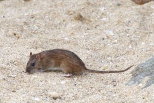 In der Mole am Strand Moulin blanc leben die ratten anscheinend sehr komfortabel und schauen jetzt am Abend bei Niedrigwasser mal nach, was so zum Fressen in der Mole hängen geblieben ist