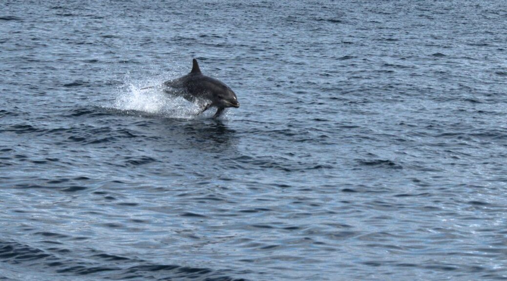 Ein Delphin begleitet uns ein kurzes Stück