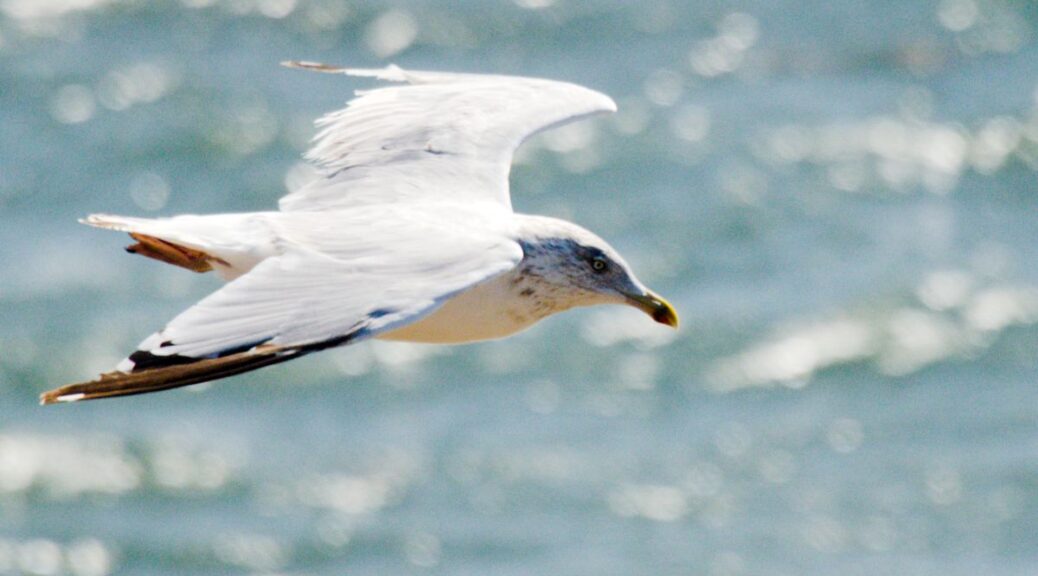 Eine Möwe segelt im Aufwind an der Steilküste