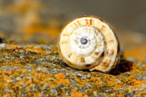 Eine Wasserschnecke wartet auf Hochwasser