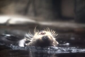 Seeotter