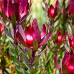 Pflanzen im Südafrikanischen Garten