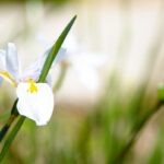 Pflanzen im Südafrikanischen Garten