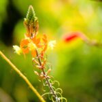 Pflanzen im Südafrikanischen Garten