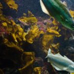 Seetang und Fische