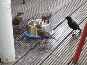 Streitende Vögel in Dun Laoghaire