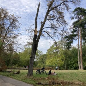 Ein Päuschen unter trockenen Bäumen im Park