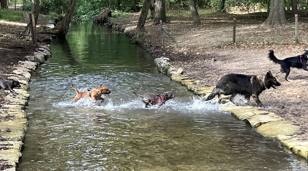 Hunde spielen im Bois de Vincennes